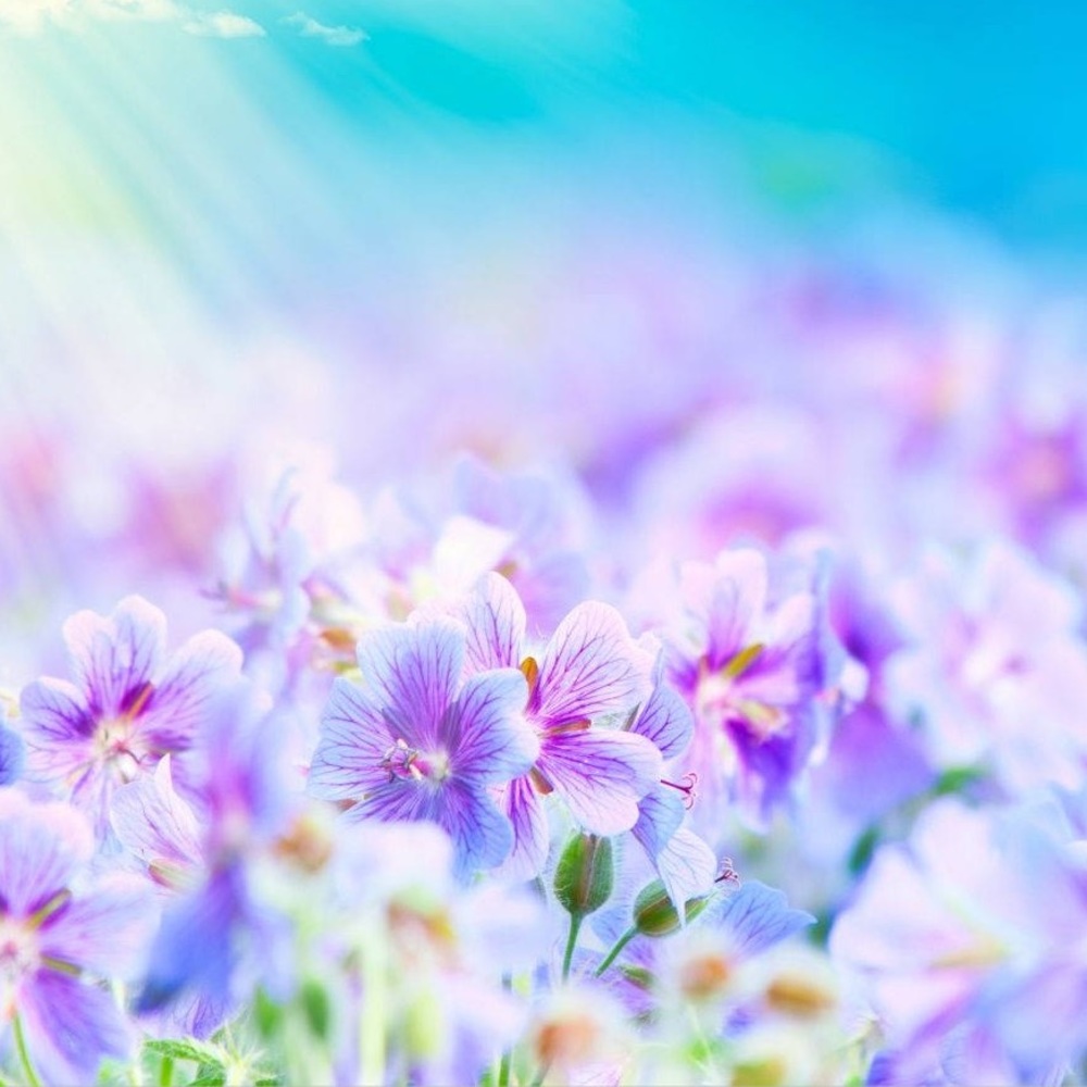 Meet your Posher, Anissa